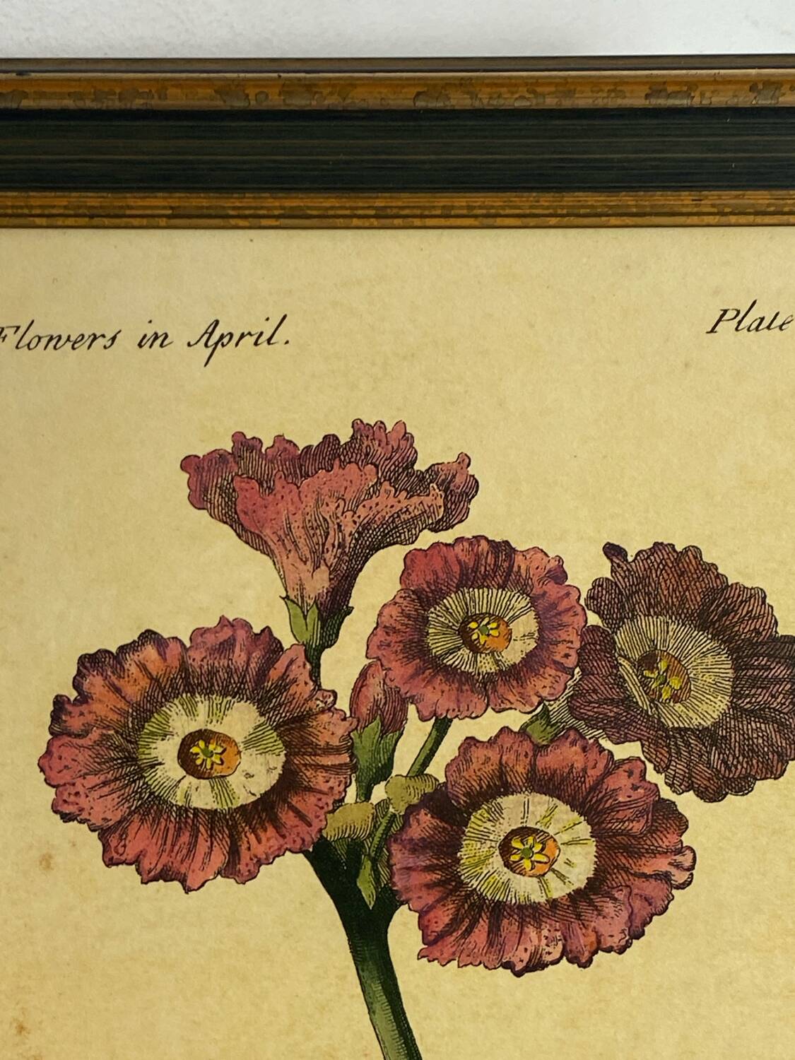Botanical poster Auricula, after J.Duke