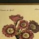 Botanical poster Auricula, after J.Duke