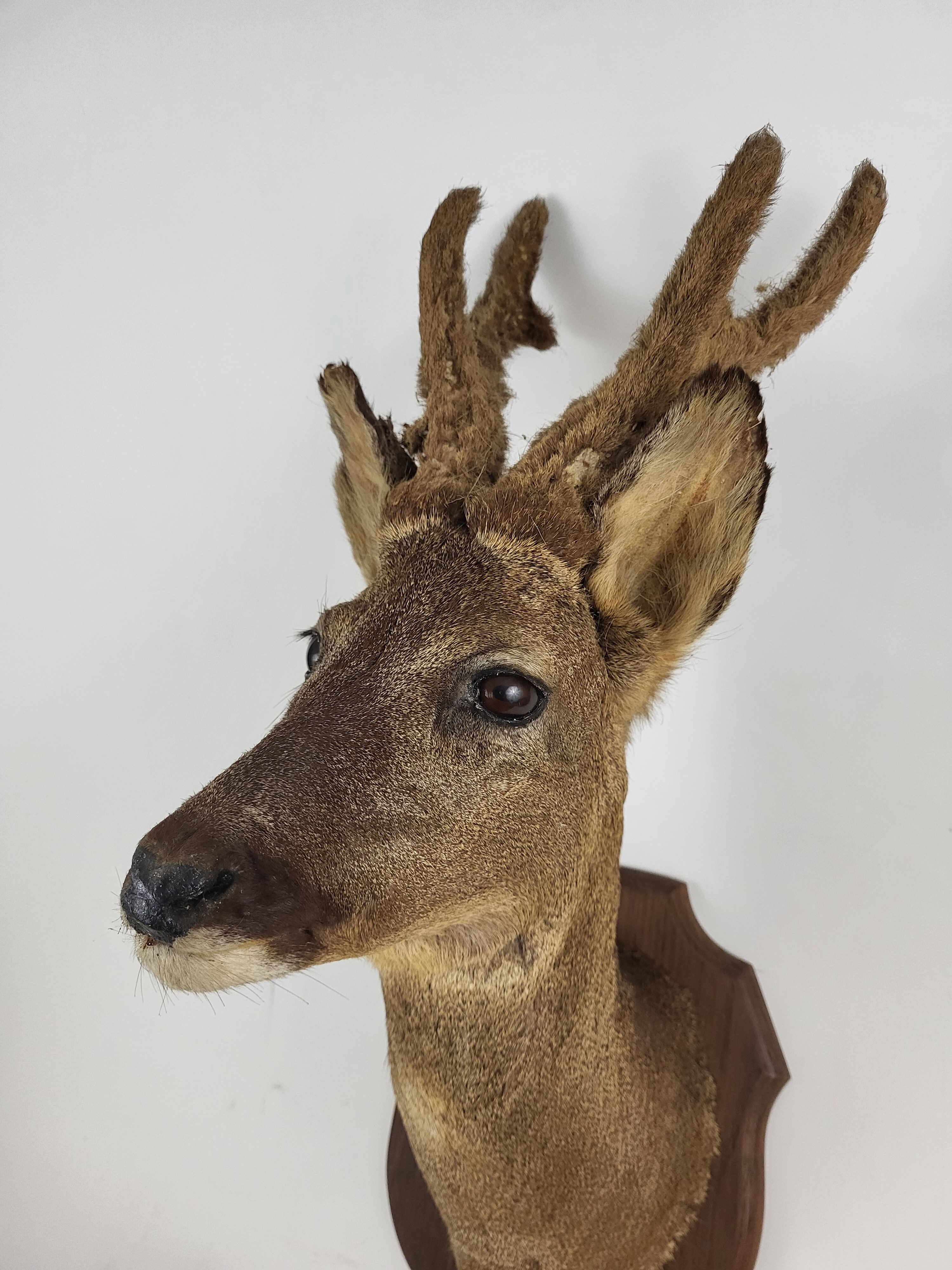 Stuffed and naturalized deer head Taxidermy