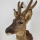 Stuffed and naturalized deer head Taxidermy