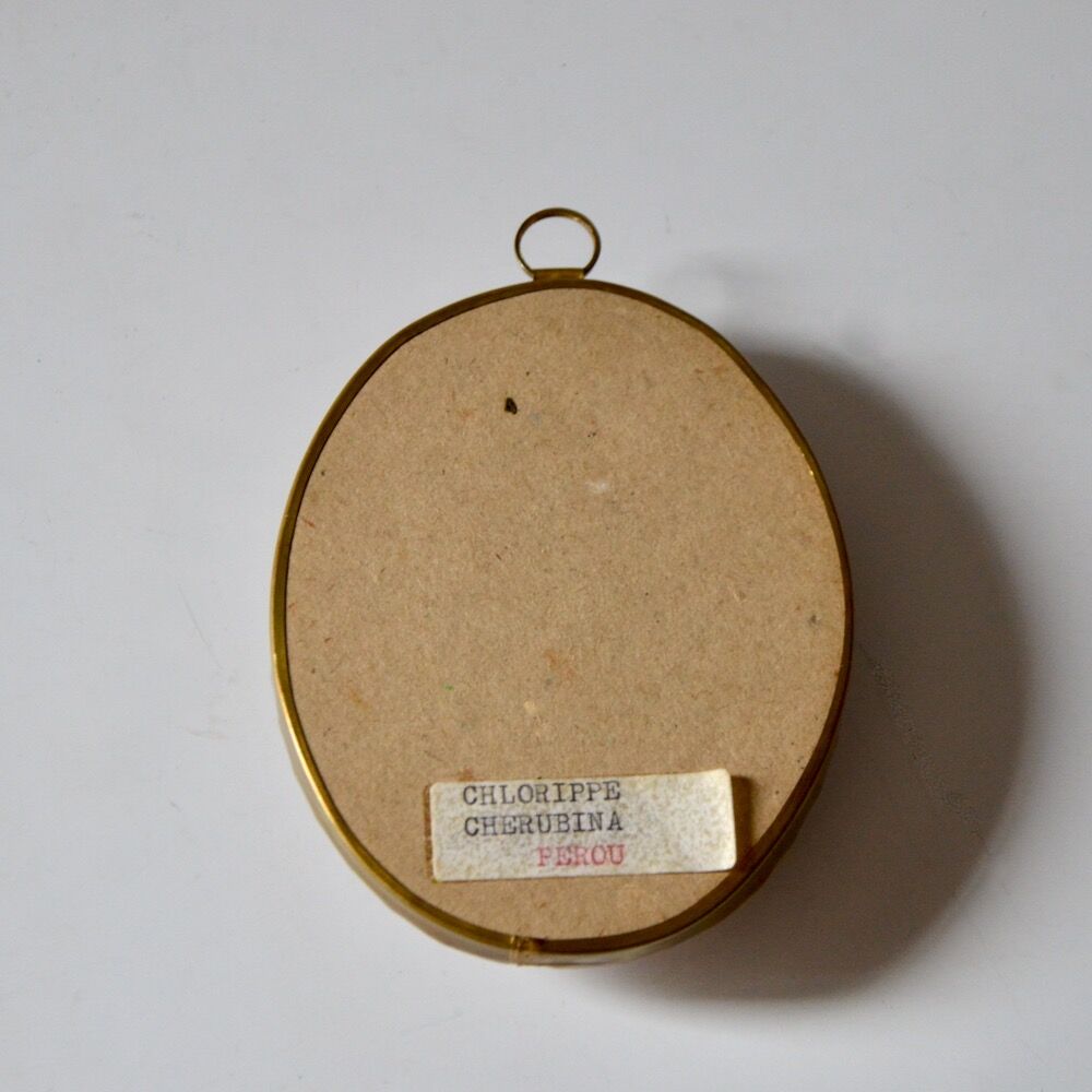 Naturalized butterfly Chlorippe Cherubina, Peru