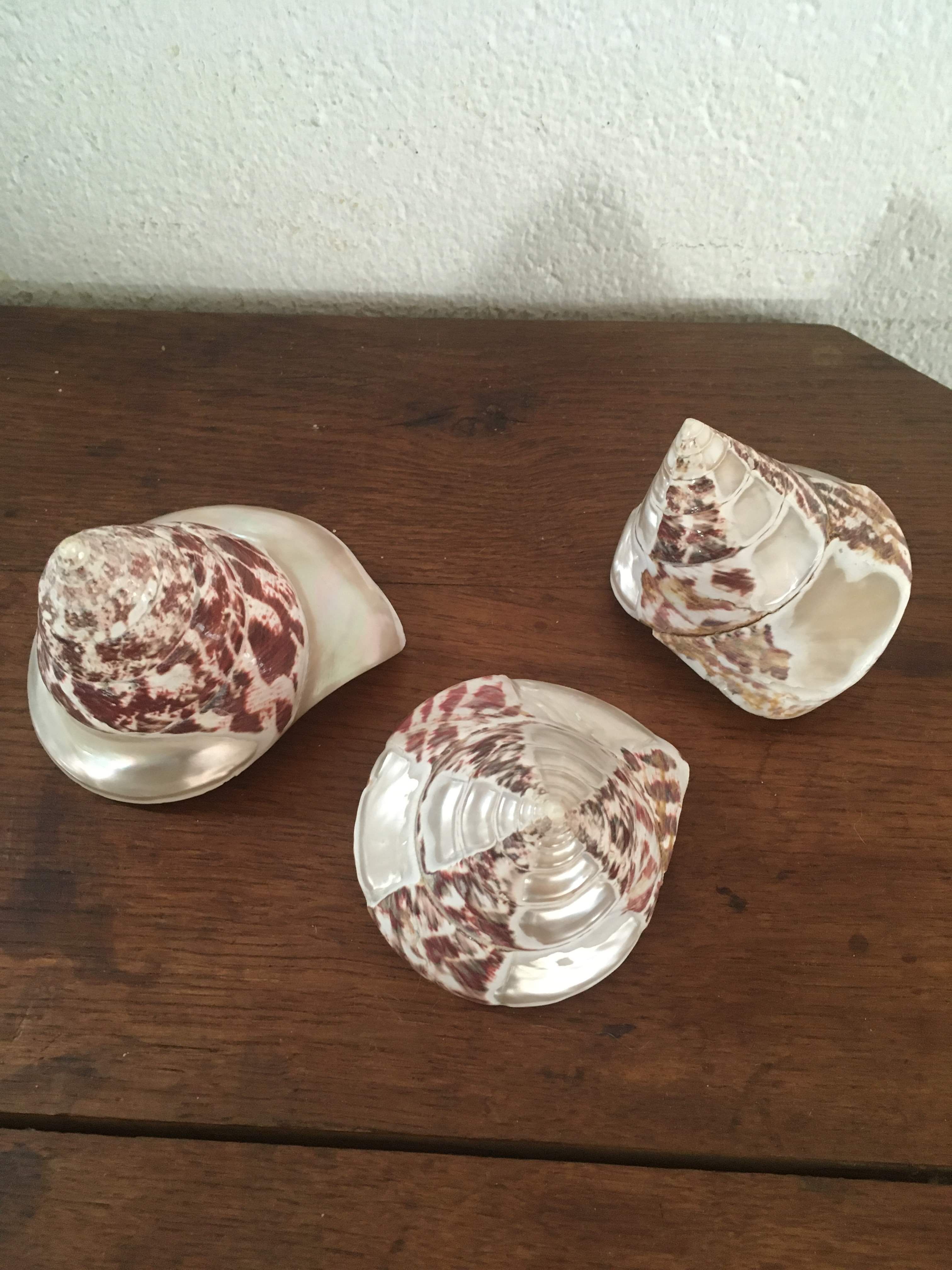 Lot 3 trocas gasteropod shells.
