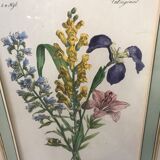 Botanical illustration
