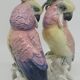 Couple de Cacatoes de Karl Ens