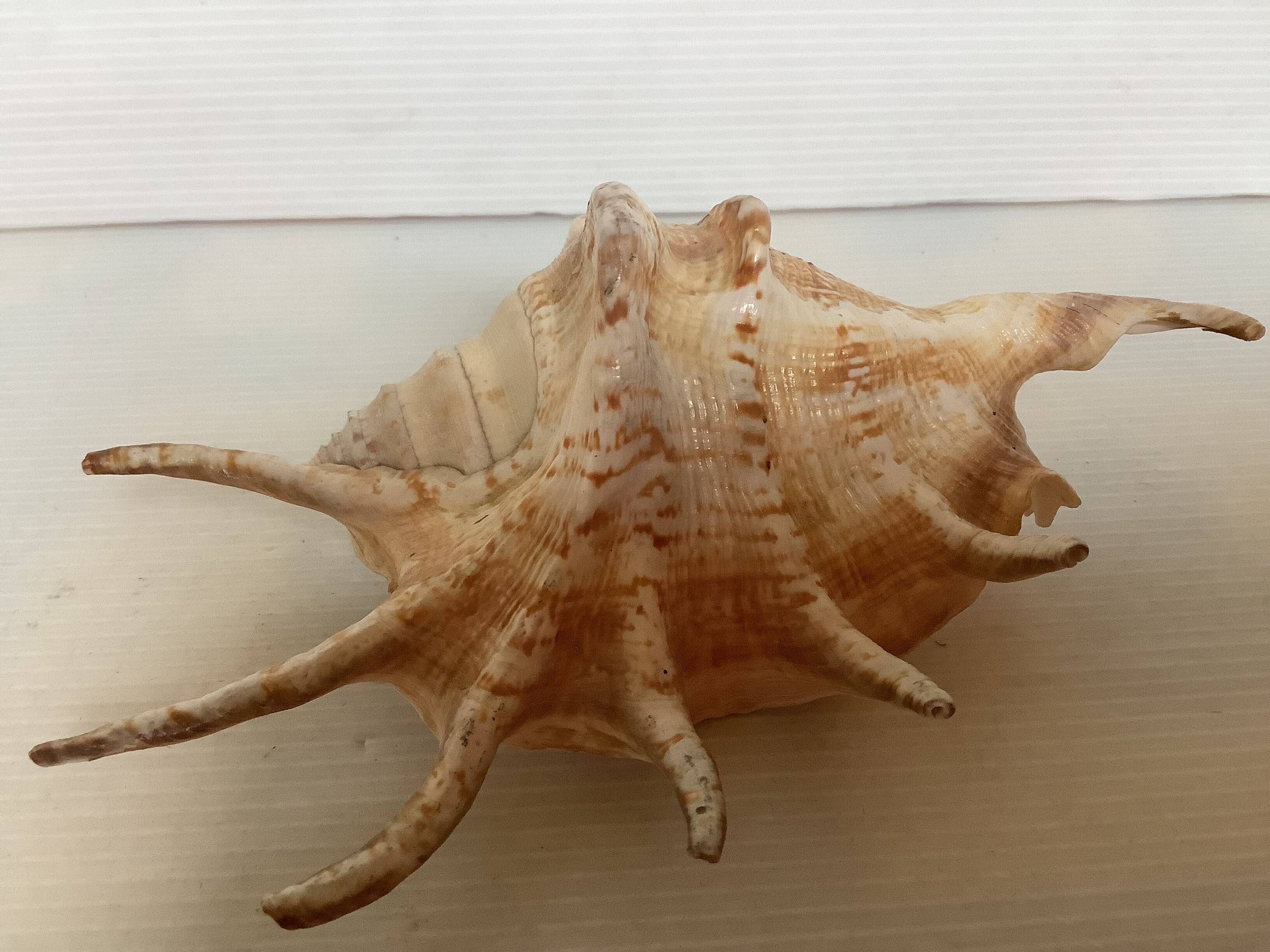 Conch shell