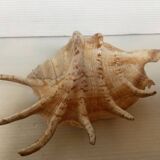Conch shell