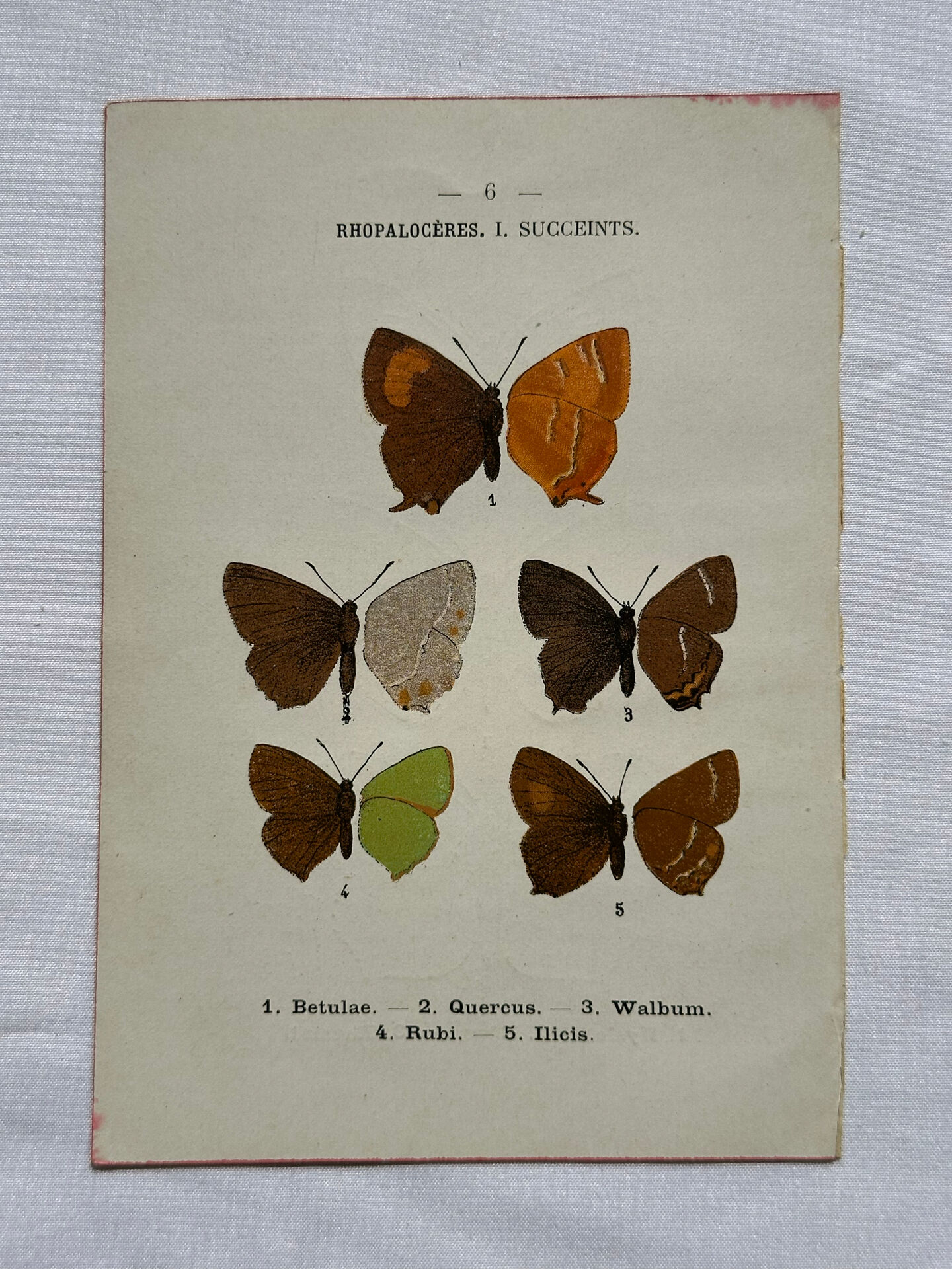 Botanical engraving double-sided butterflies naturalist plate etching