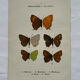 Botanical engraving double-sided butterflies naturalist plate etching