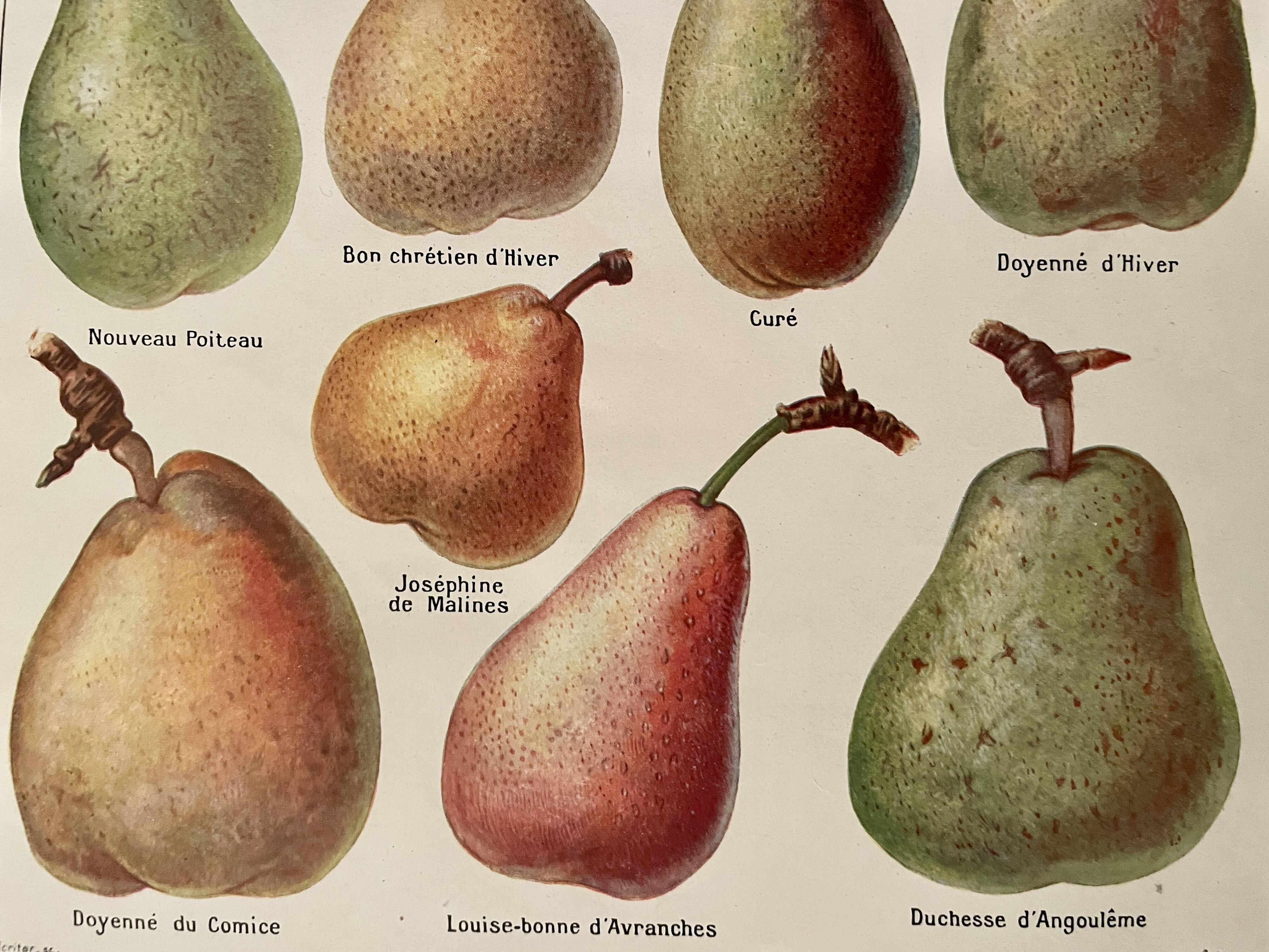 Illustrated plate on pears - 1920