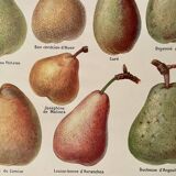 Illustrated plate on pears - 1920