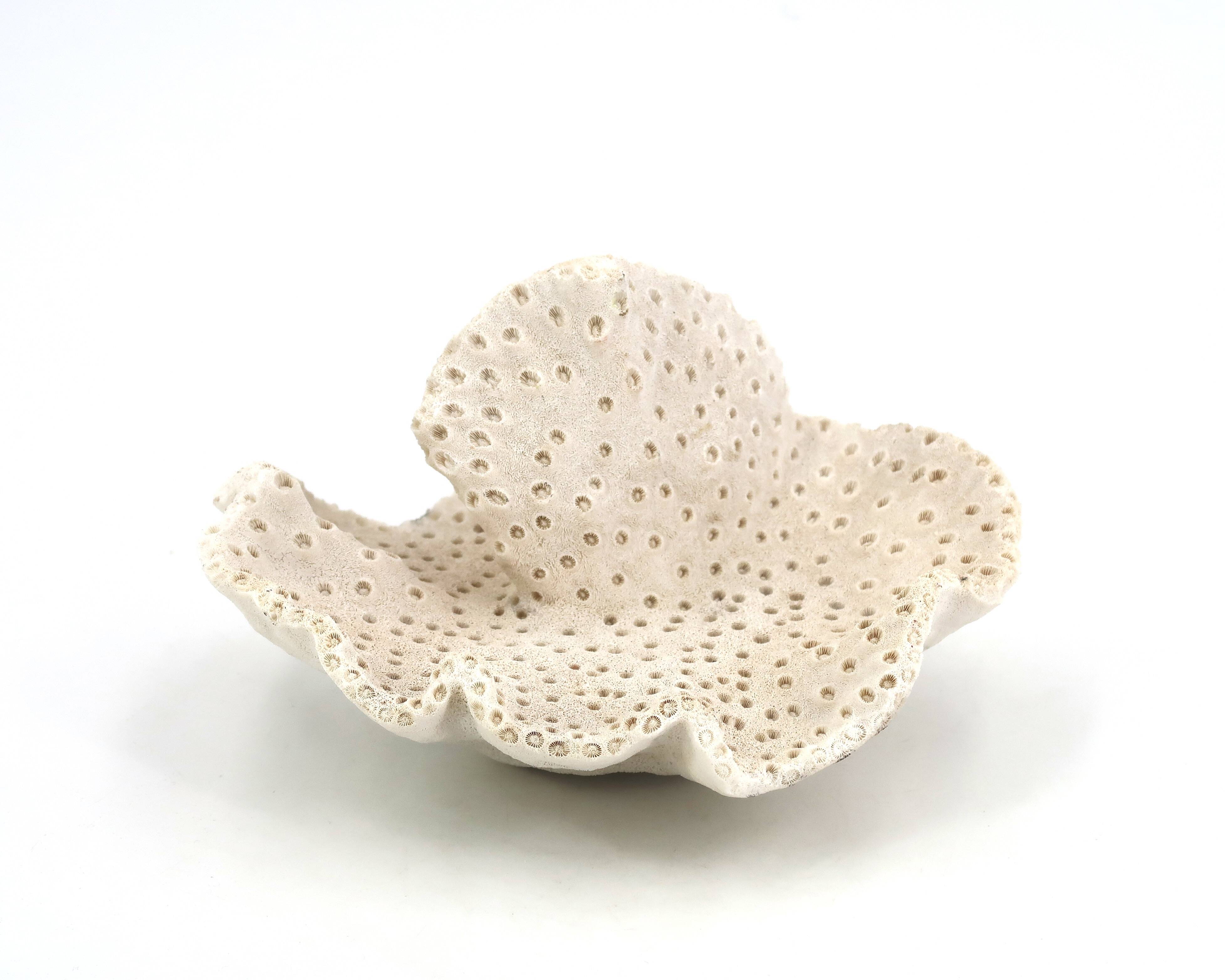 Vintage natural white coral, curiosity cabinet, 1970s