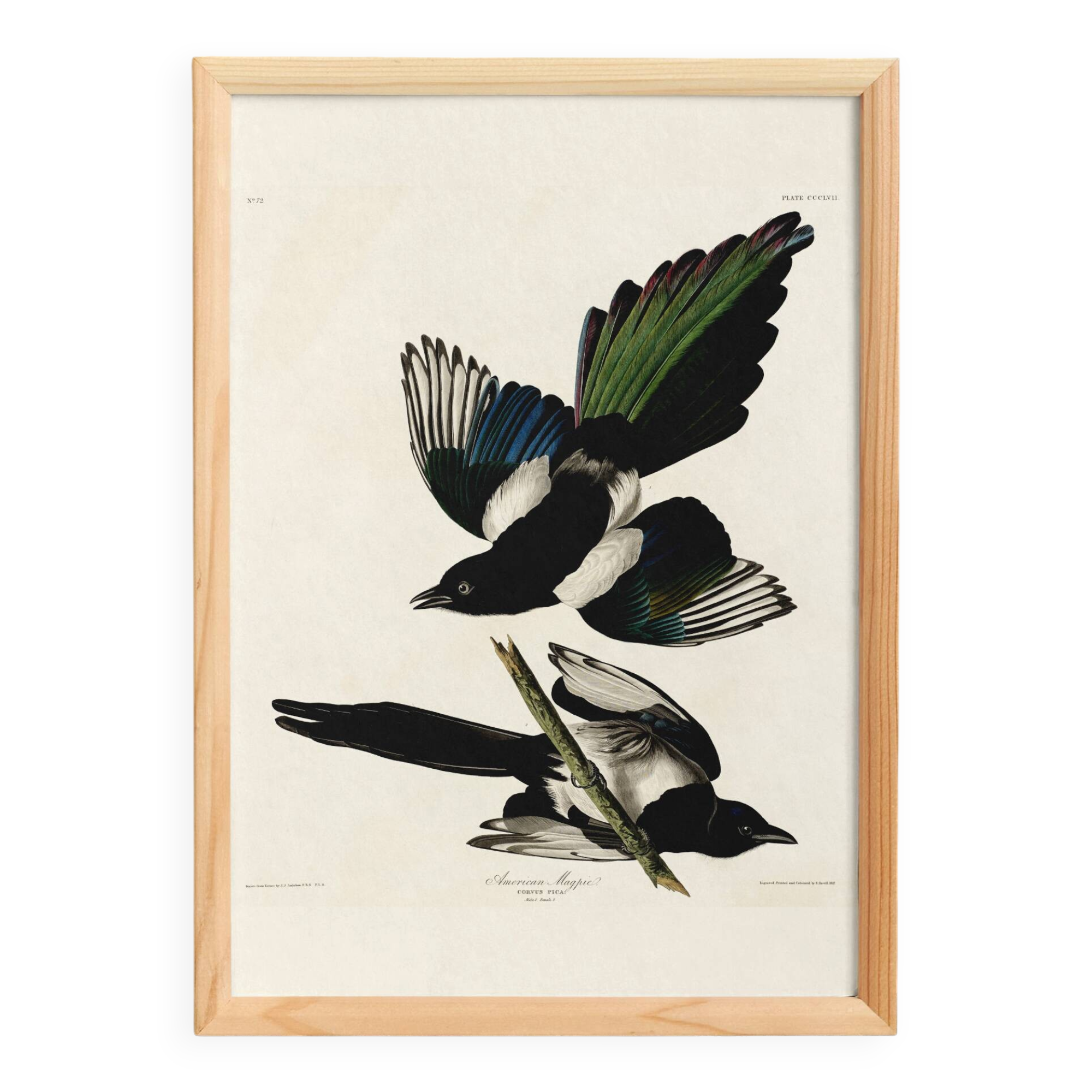 Poster about the American Magpie, based on an old engraving from 1827.