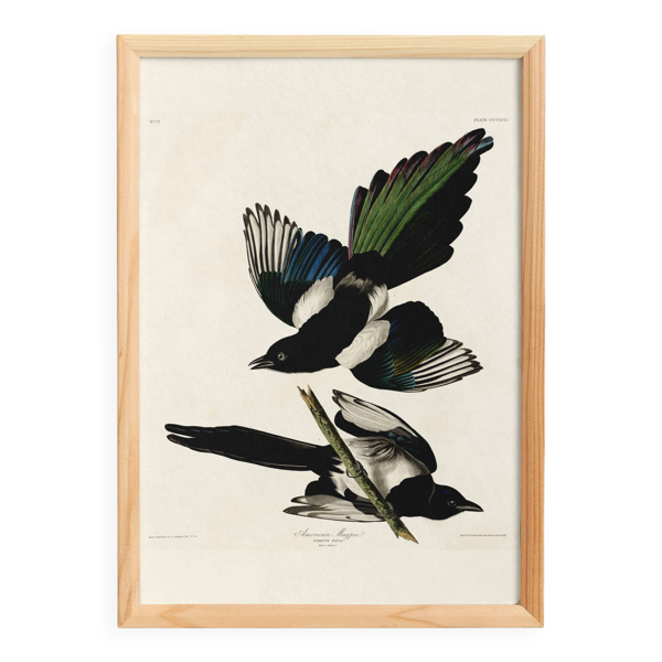 Affiche sur la Pie américaine, d’après une gravure ancienne de 1827.