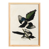 Poster about the American Magpie, based on an old engraving from 1827.