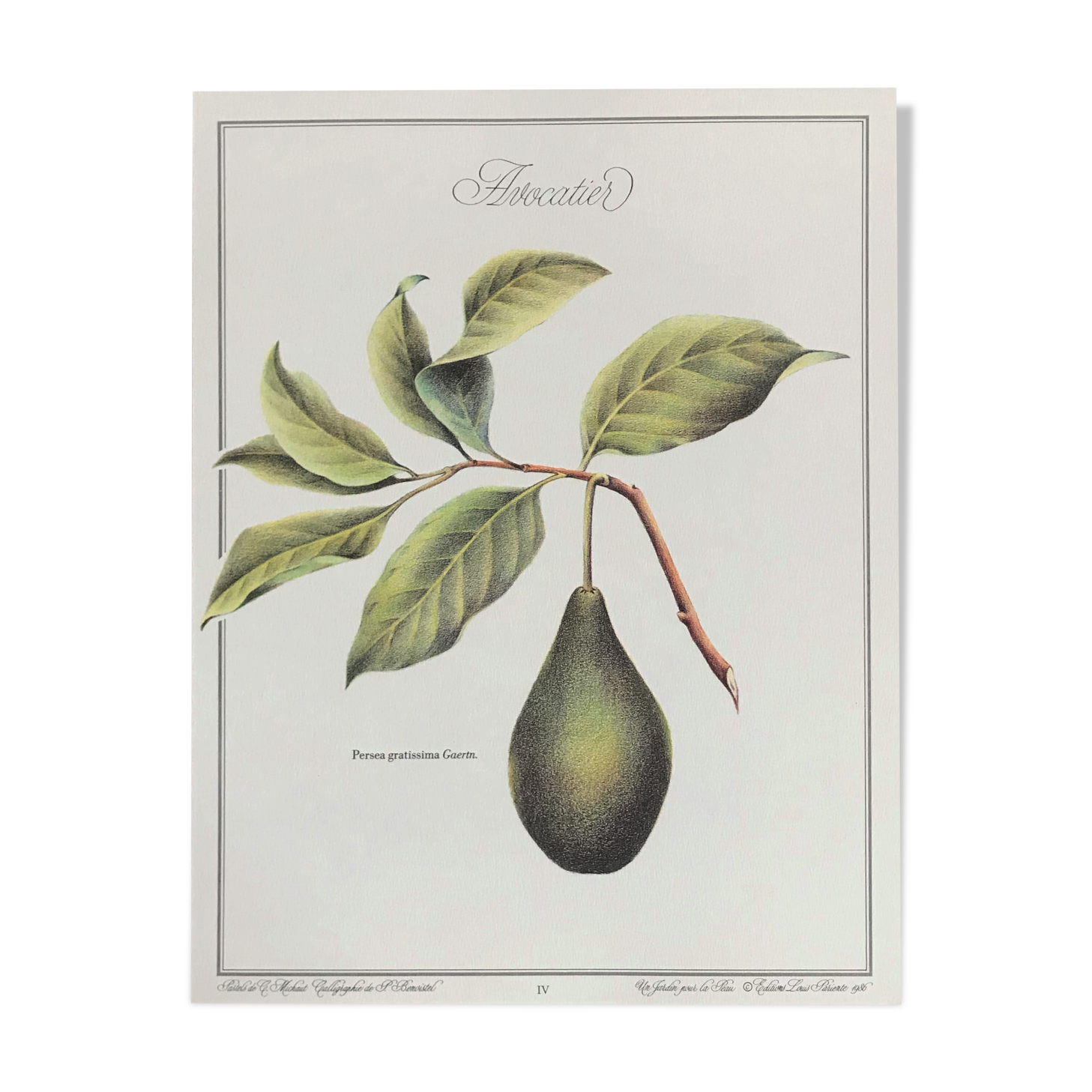 Botanical plank the Lawyer