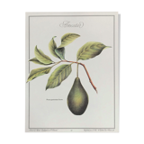 Botanical plank the Lawyer