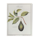 Botanical plank the Lawyer