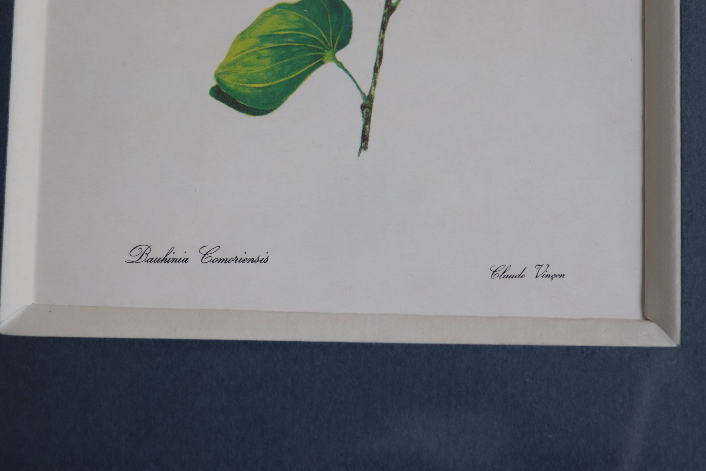 3 botanical illustrations flowers Claude vinçon