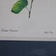 3 botanical illustrations flowers Claude vinçon
