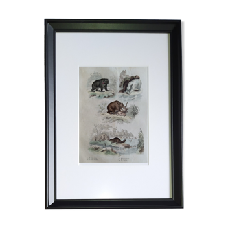 Planche zoologique originale " ours noir, blanc, brun,... - buffon 1838