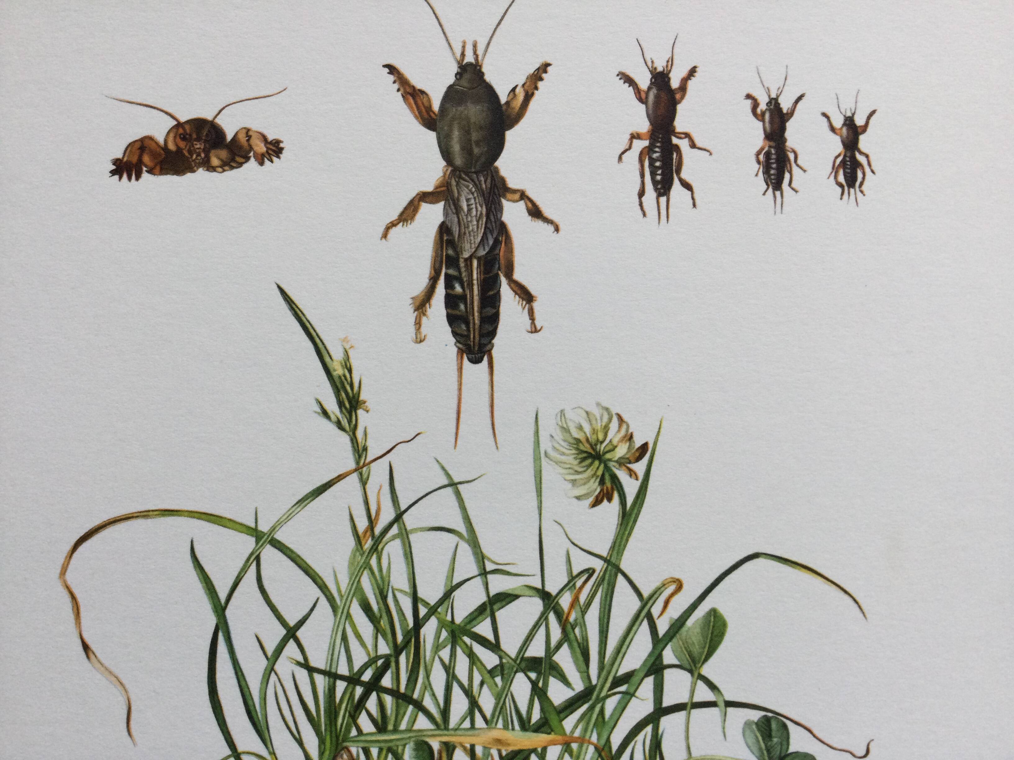 Antique illustration "insects", 1960s