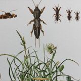 Illustration ancienne "insectes", années 60