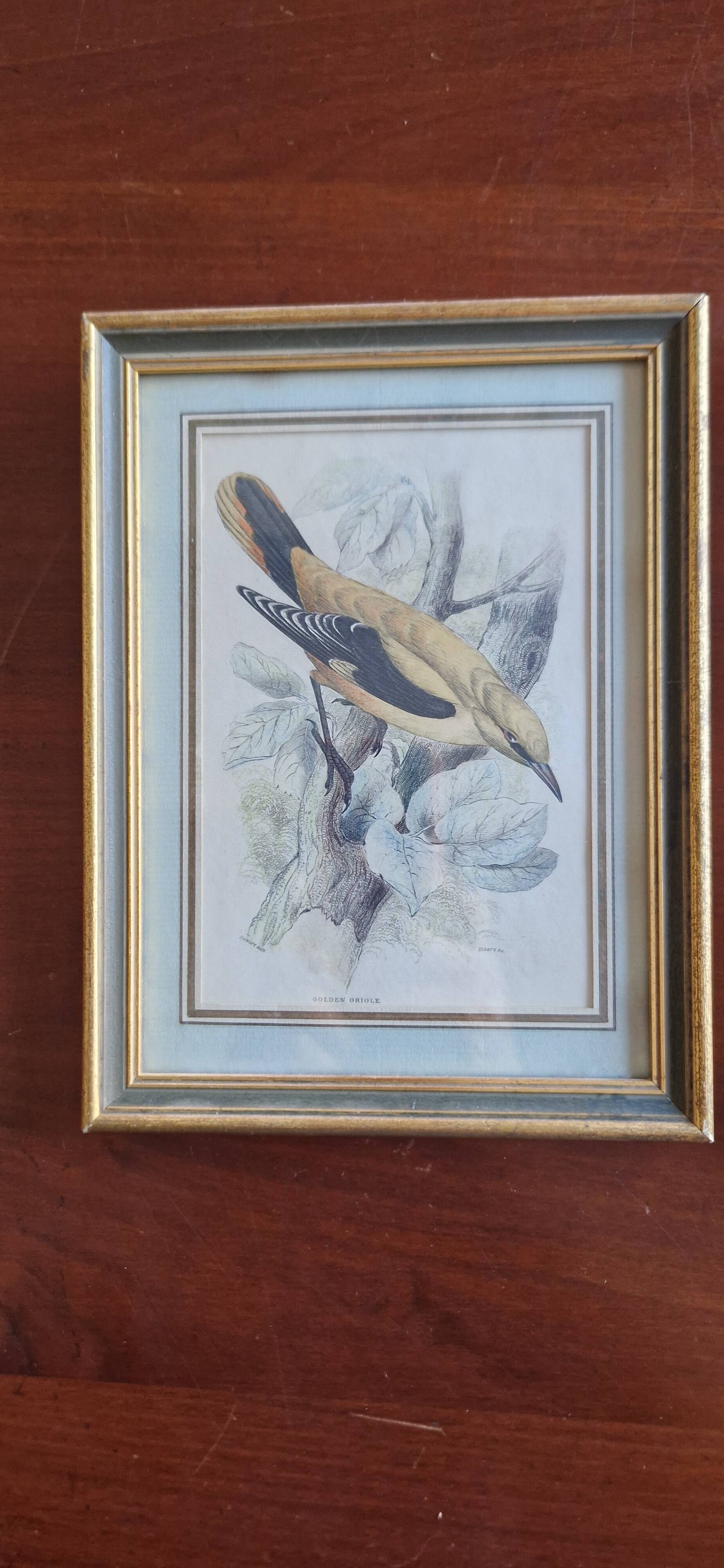 3 engravings Birds Lidzars