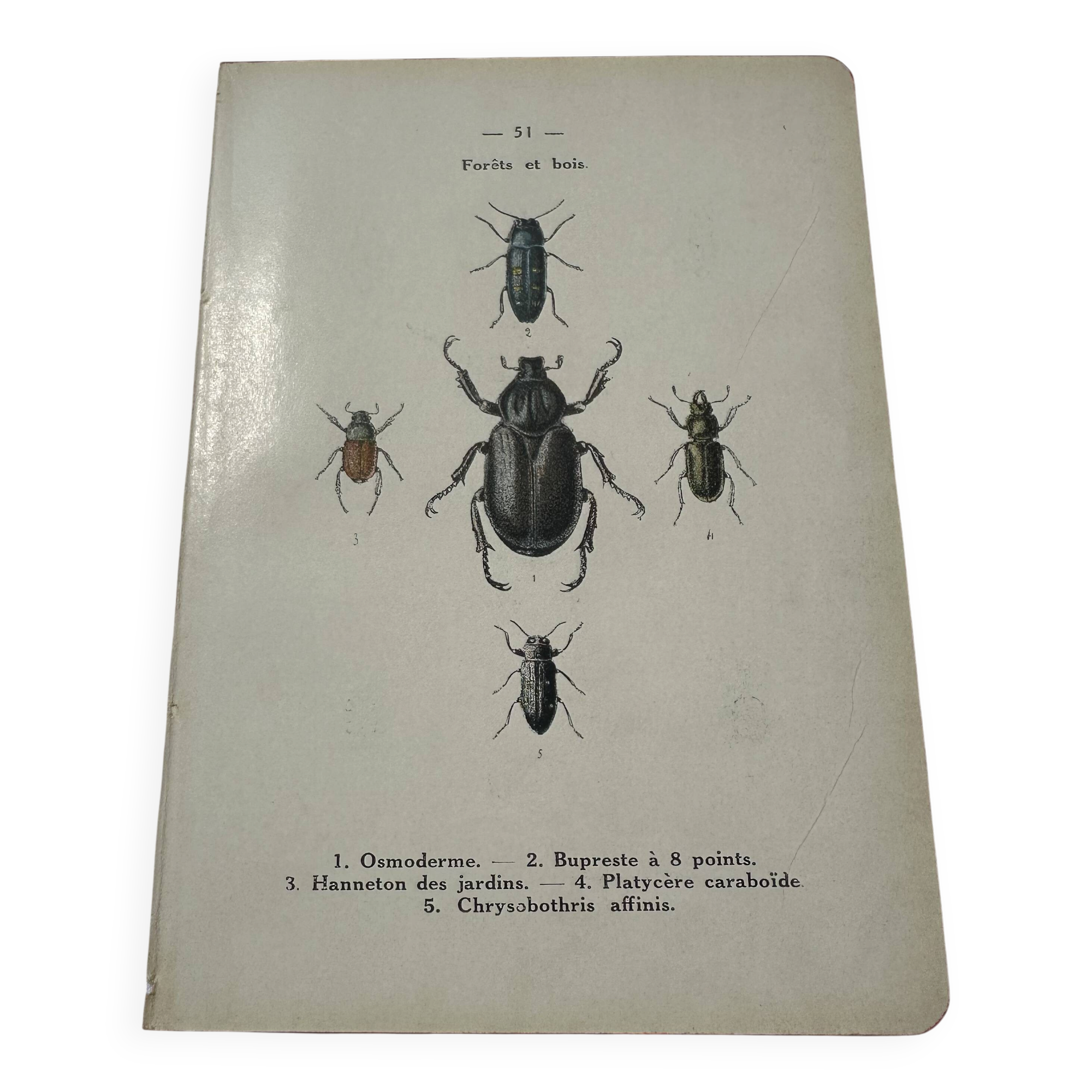 Old double-sided lithographic botanical plate.