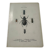 Old double-sided lithographic botanical plate.
