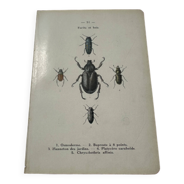 Planche botanique naturaliste litho ancienne double face