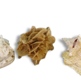 Rose des sables et gros coquillages