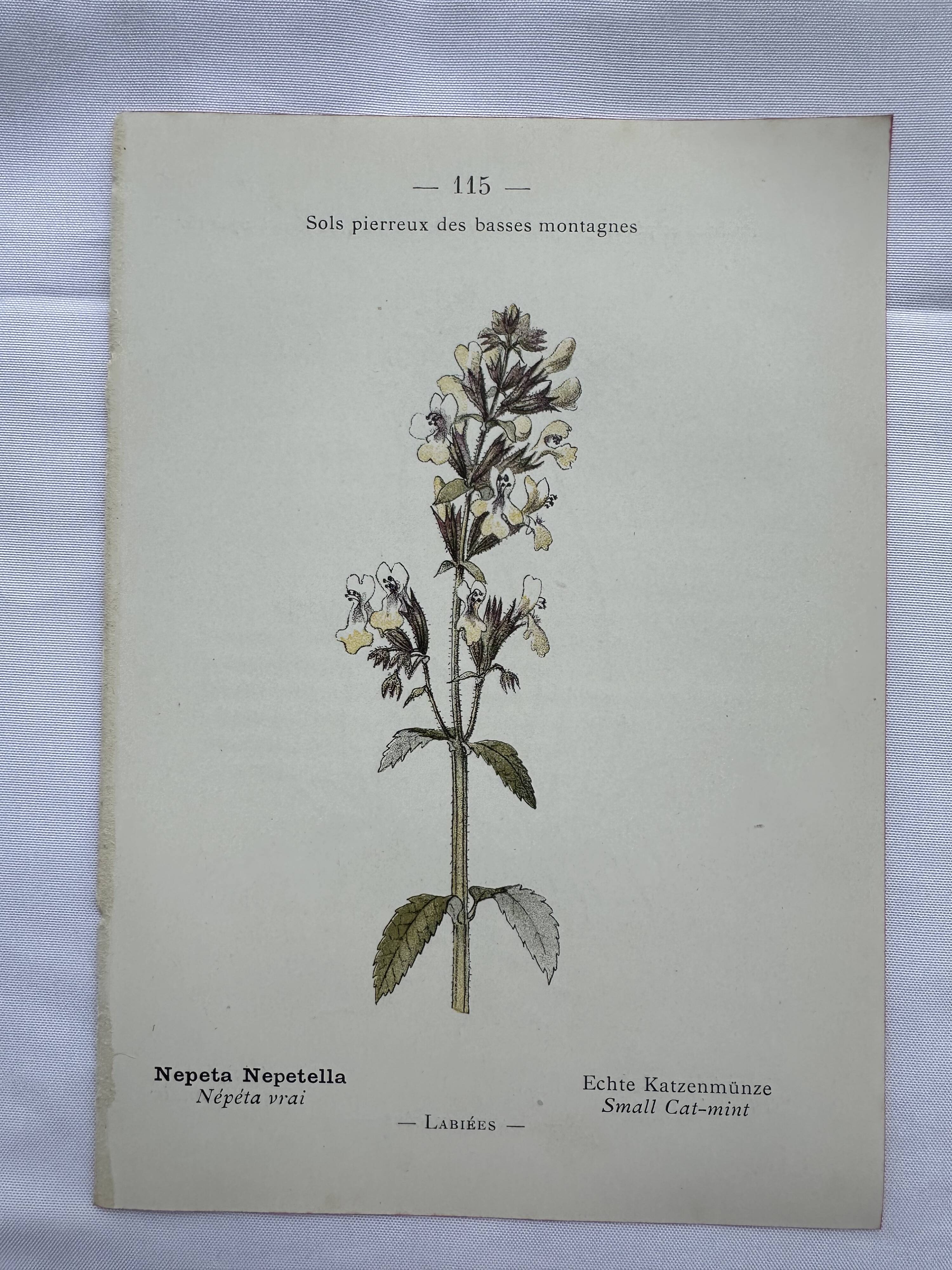 Gravure botanique planche naturaliste fleur France