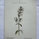 Gravure botanique planche naturaliste fleur France