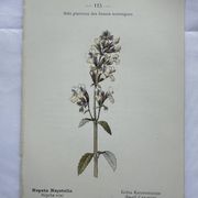 Gravure botanique planche naturaliste fleur France