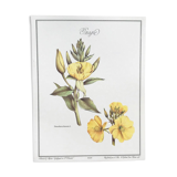 Botanical plate the evening primrose