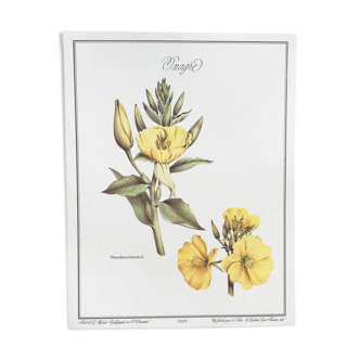 Botanical plate the evening primrose