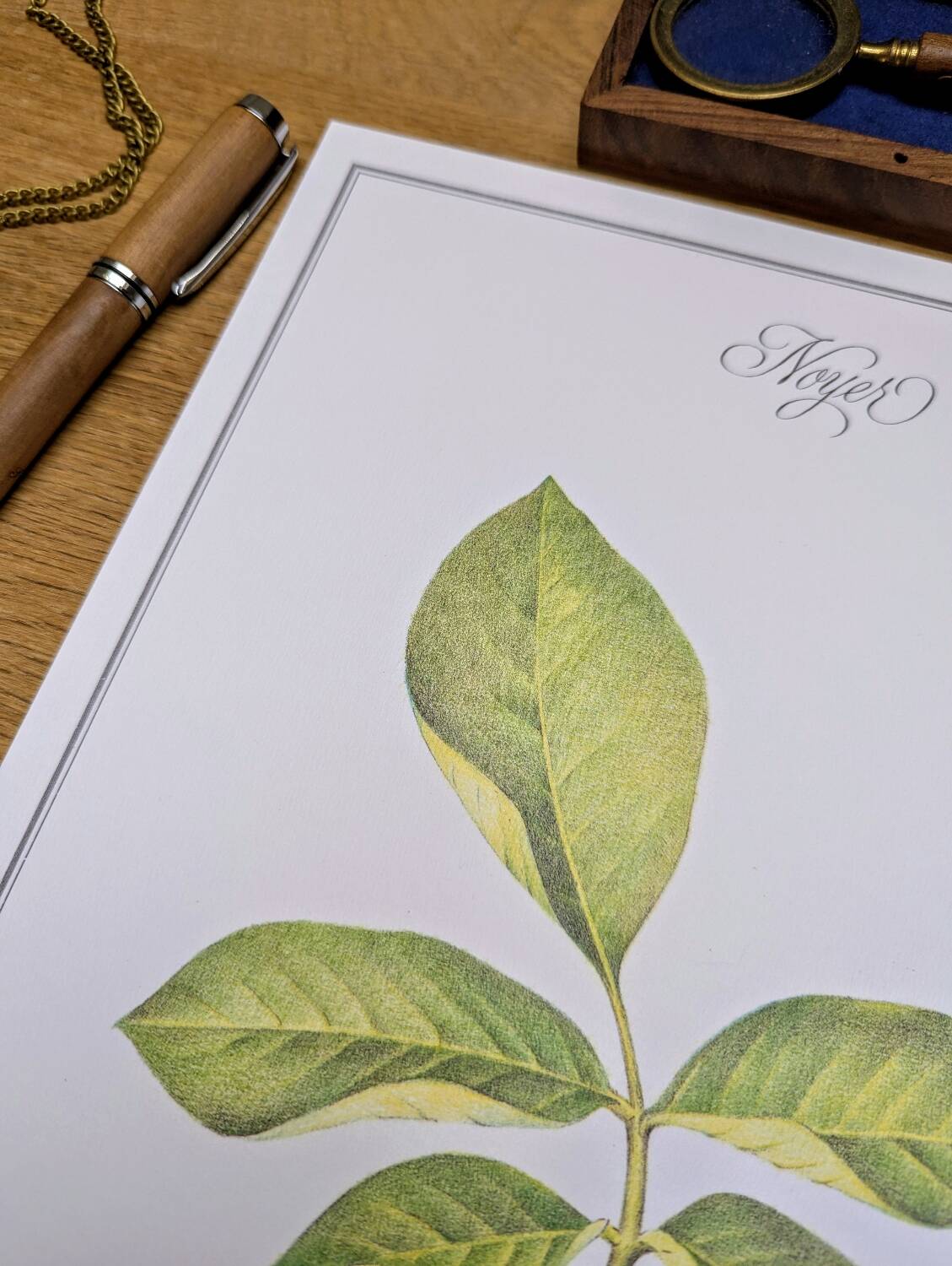 Printed in 1986, The Walnut Tree. Vintage Botanical