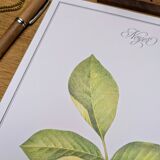 Printed in 1986, The Walnut Tree. Vintage Botanical