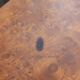 Table basse moderniste années 50 placage loupe d'orme