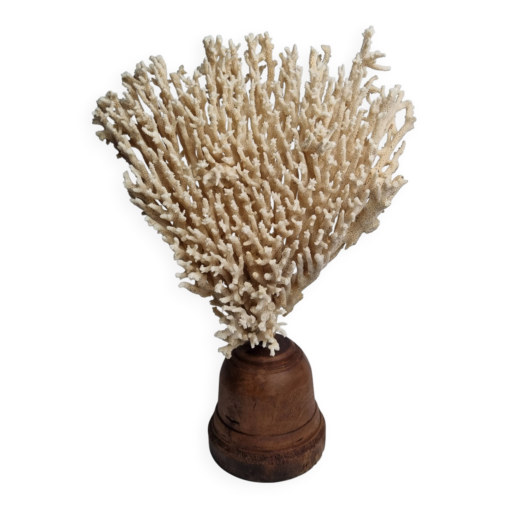 Antique large natural coral on turned wooden base, 45 cm