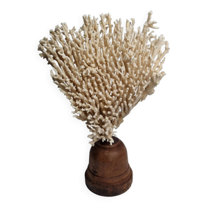 Ancien grand corail naturel - socle bois