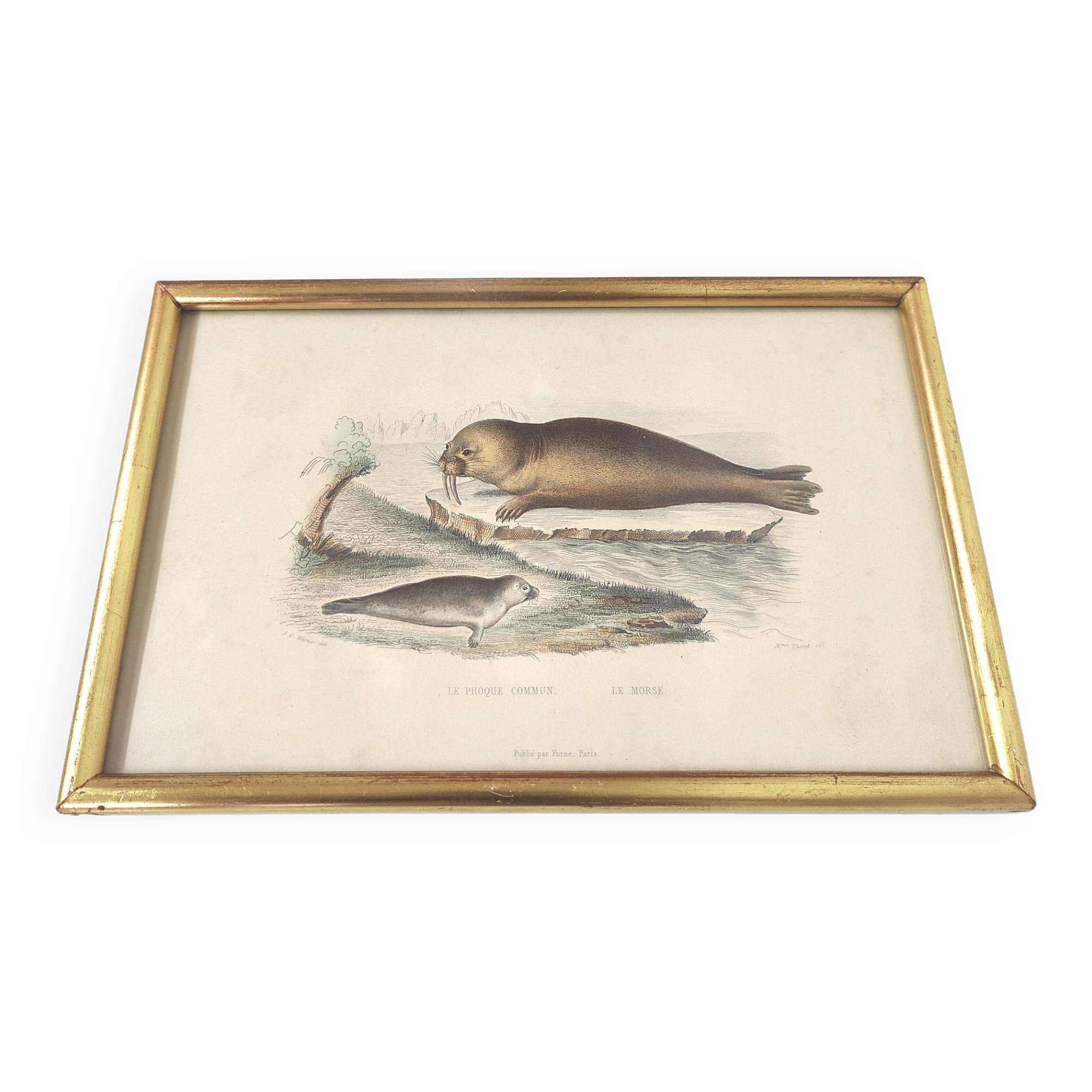 Zoological board engraving Buffon seal & walrus gilded wood frame