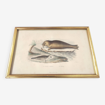Planche zoologique gravure Buffon phoque & morse cadre bois doré