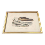 Planche zoologique gravure Buffon phoque & morse cadre bois doré