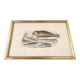 Zoological board engraving Buffon seal & walrus gilded wood frame