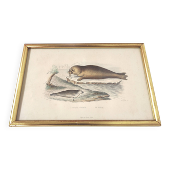 Zoological board engraving Buffon seal & walrus gilded wood frame