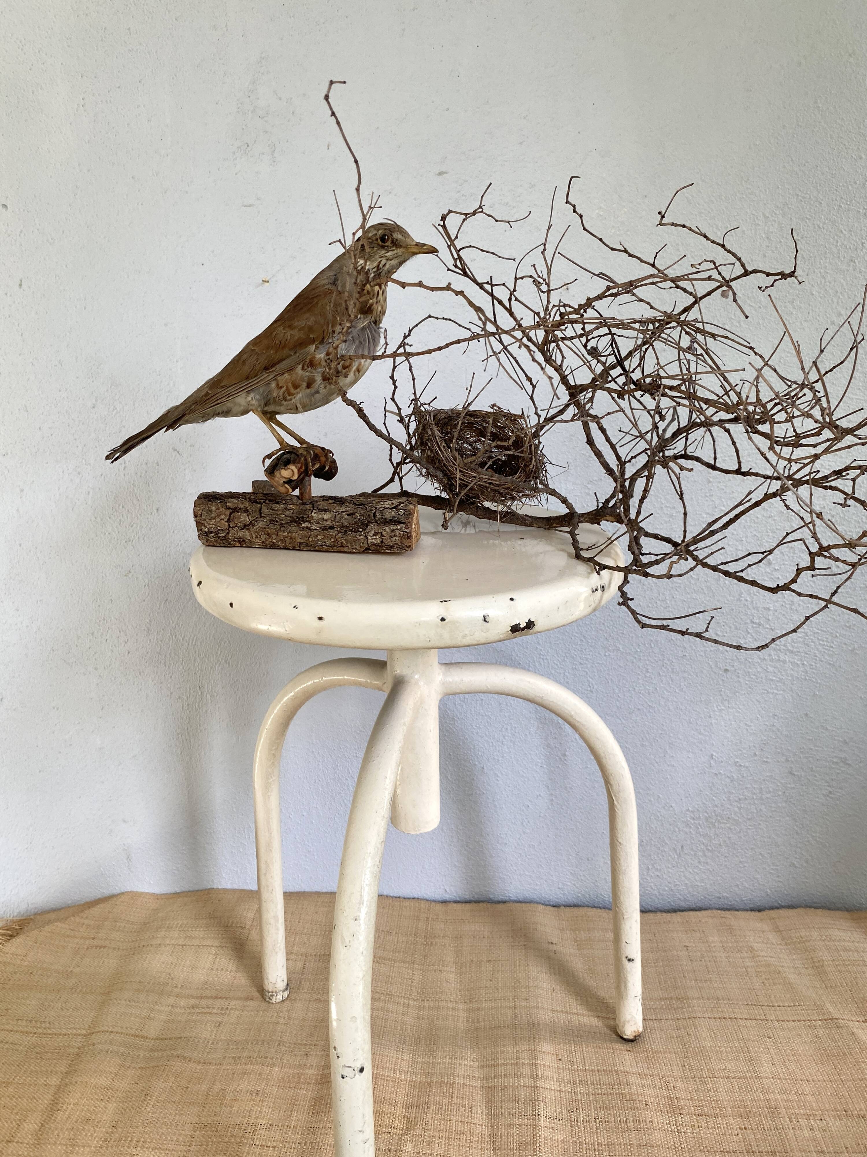 Adjustable metal pharmacy stool
