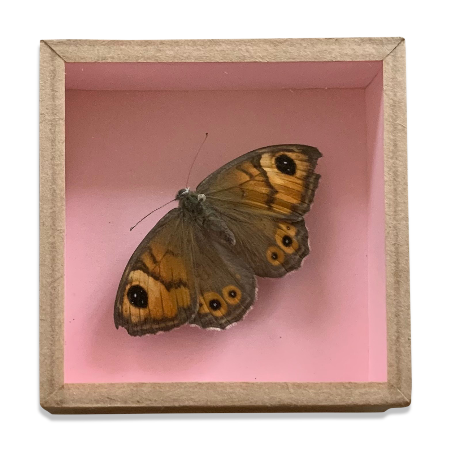 Butterfly naturalized under glass