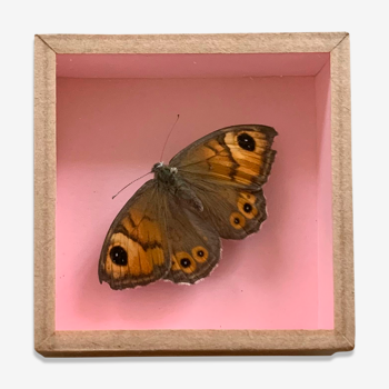 Papillon naturalisé sous verre