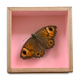 Butterfly naturalized under glass